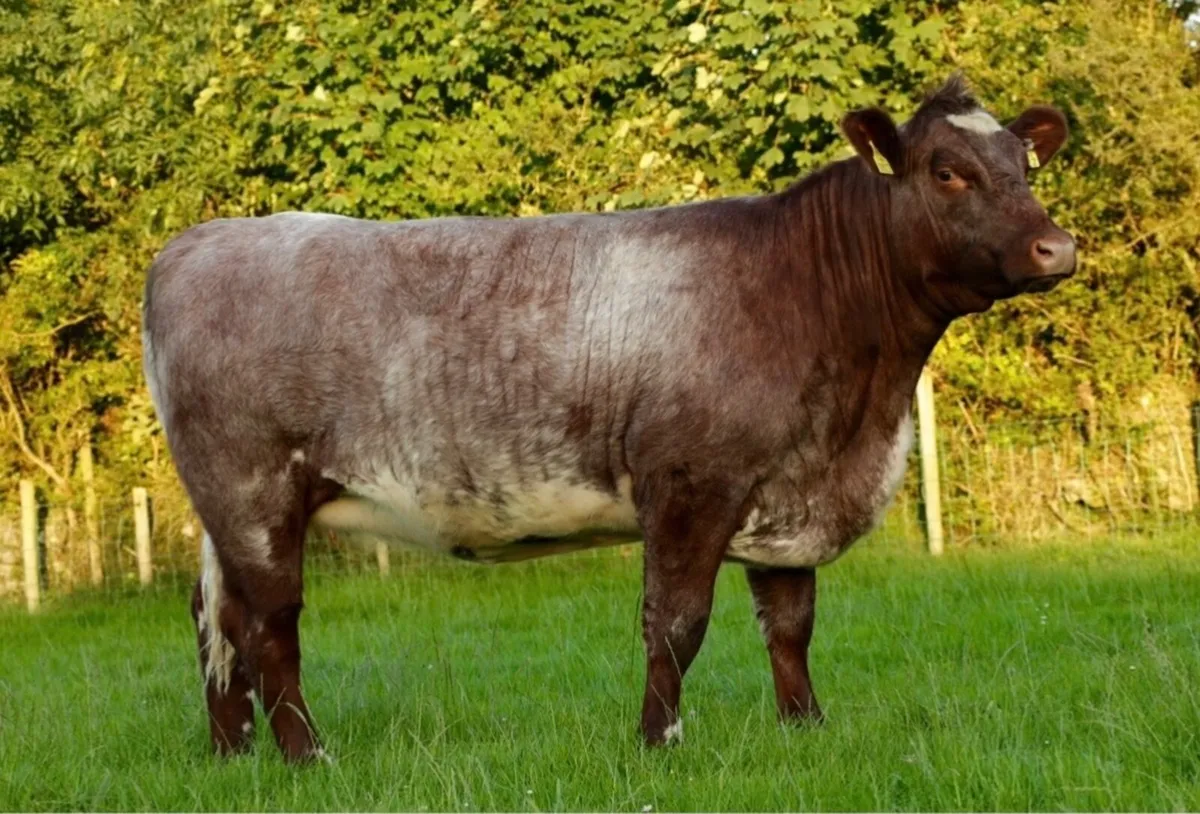 Shannonside Shorthorn Sale - Image 1