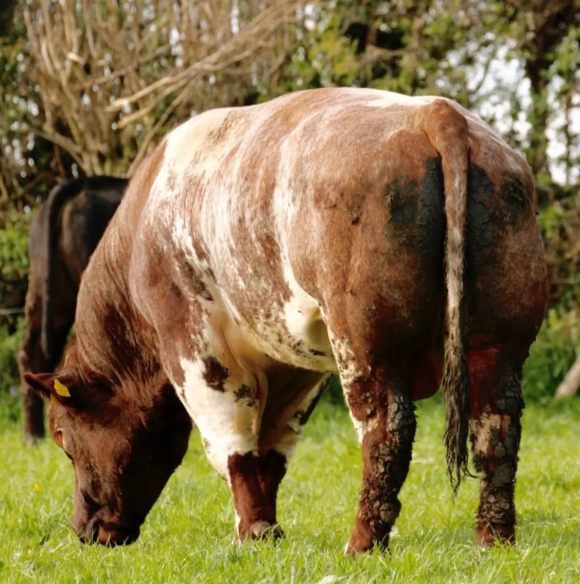 Shannonside Shorthorn Sale - Image 3