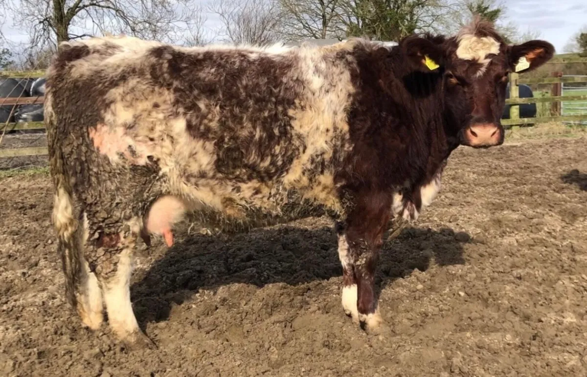 Shannonside Shorthorn Sale - Image 2