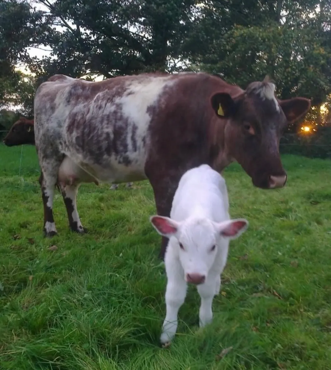 Shannonside Shorthorn Sale - Image 3