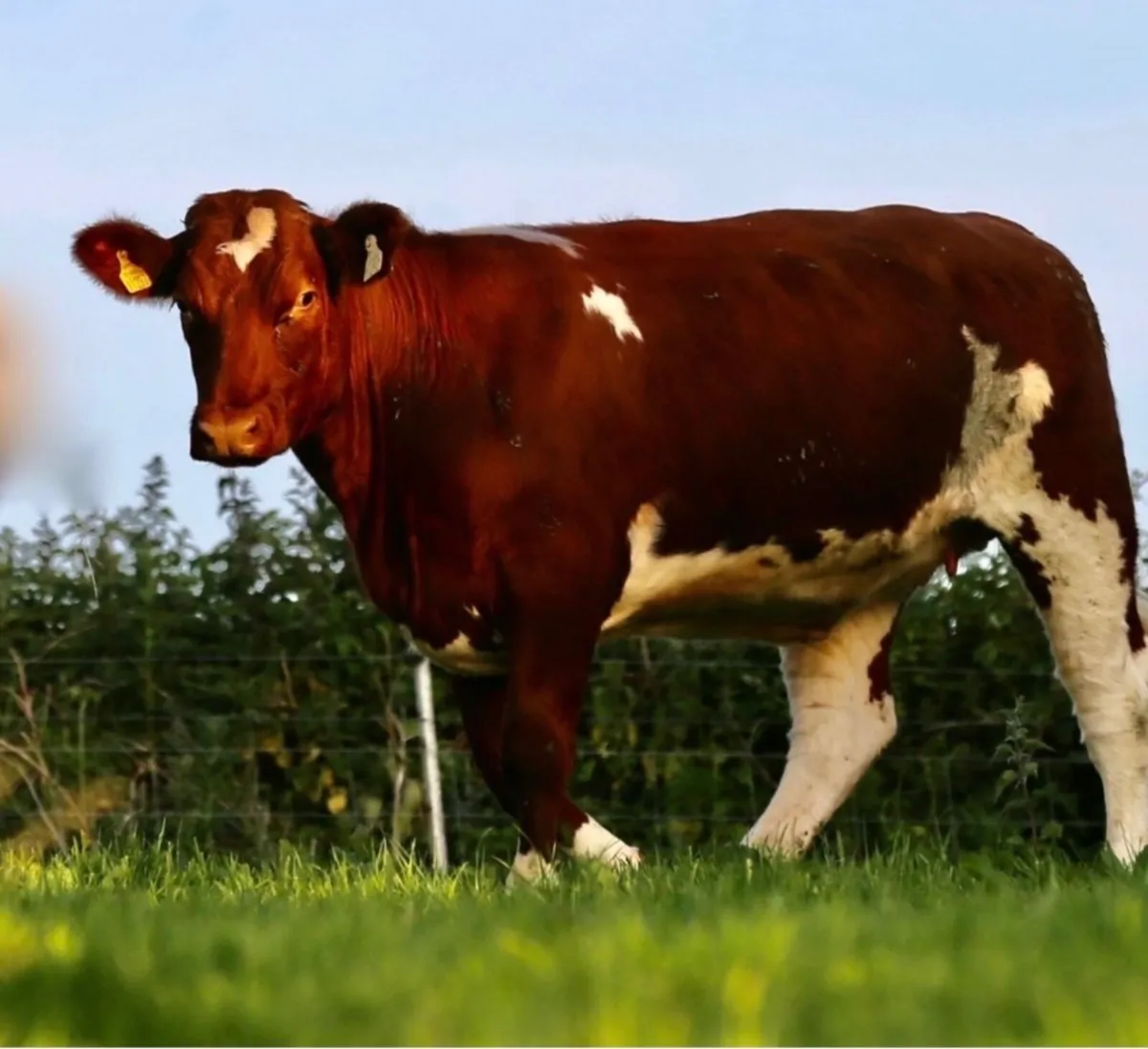 Shannonside Shorthorn Sale - Image 3