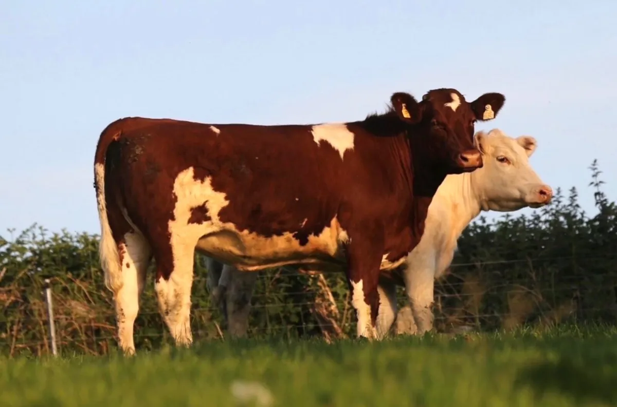 Shannonside Shorthorn Sale - Image 2