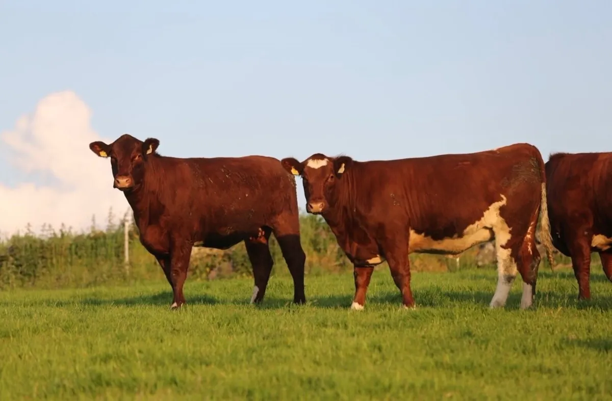 Shannonside Shorthorn Sale - Image 4