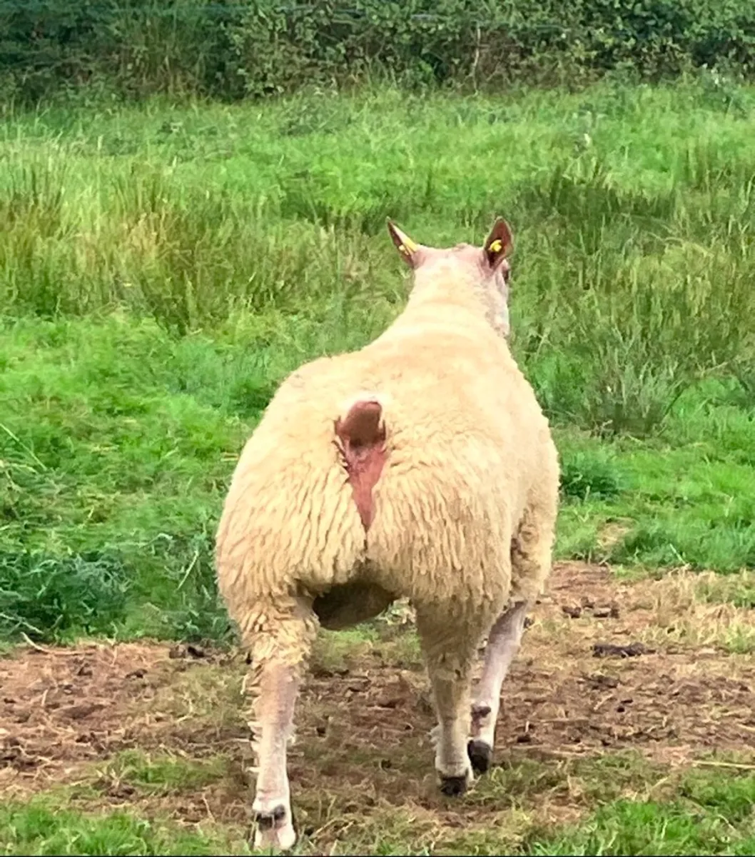 Top Quality Charollais Ram Lambs - Image 3
