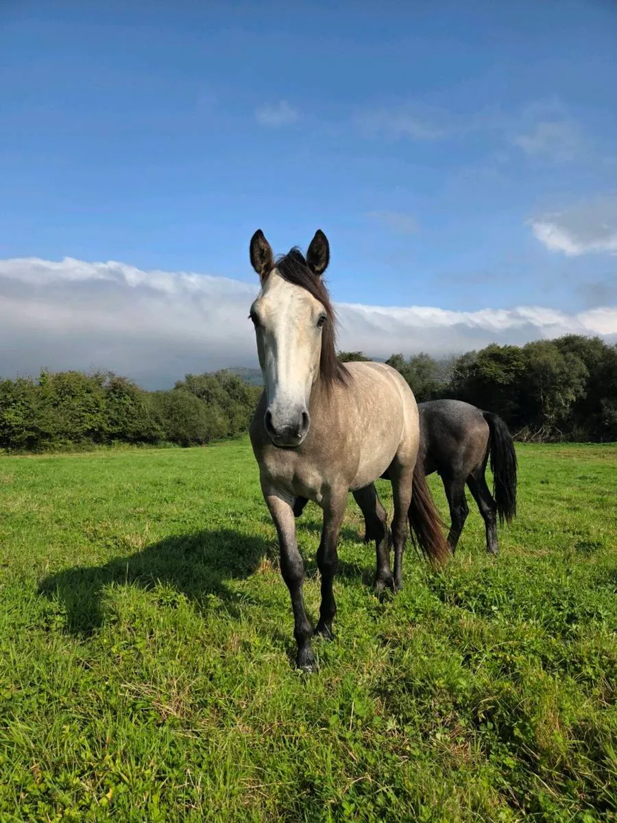 Rising 3 yr old Gelding - Image 2
