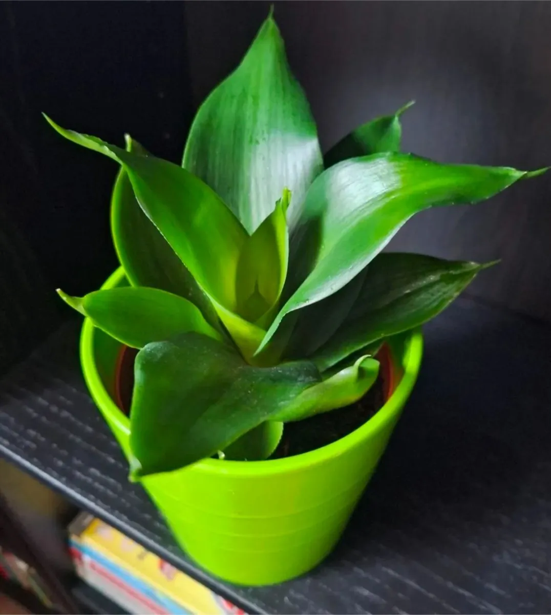 Sansevieria Hahnii Snake Plant in Bright Green Pot - Image 1