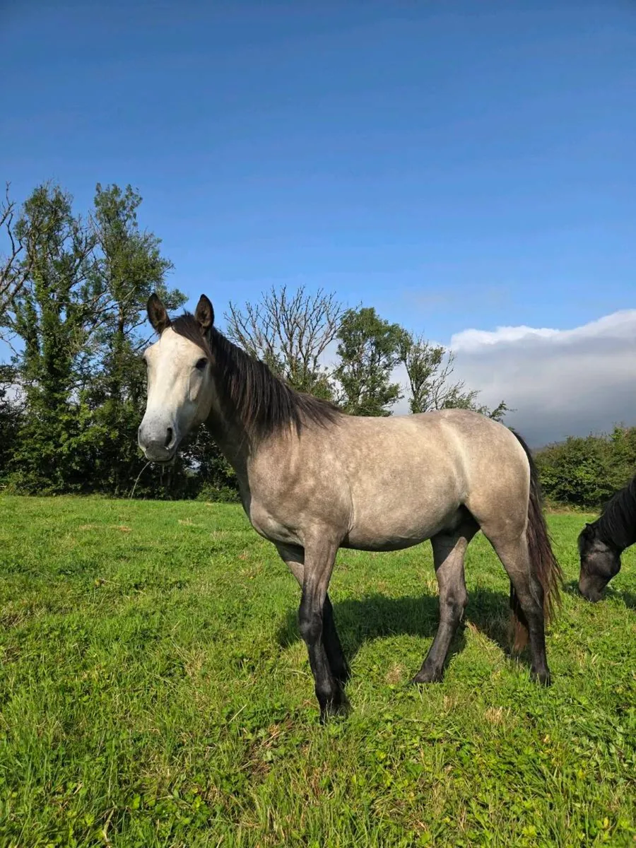 Rising 3 yr old Gelding - Image 3