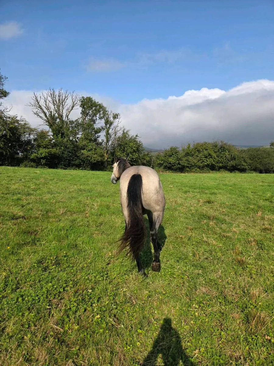Rising 3 yr old Gelding - Image 4