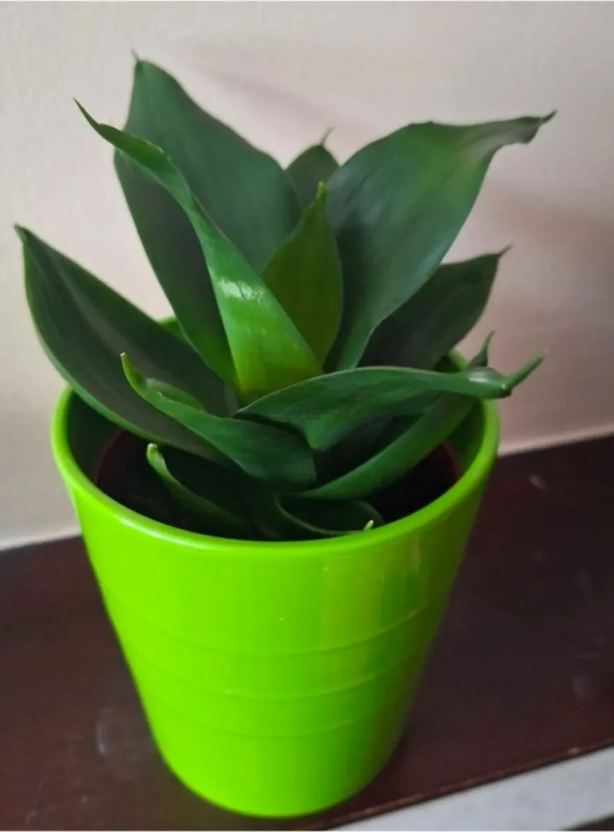 Sansevieria Hahnii Snake Plant in Bright Green Pot - Image 2