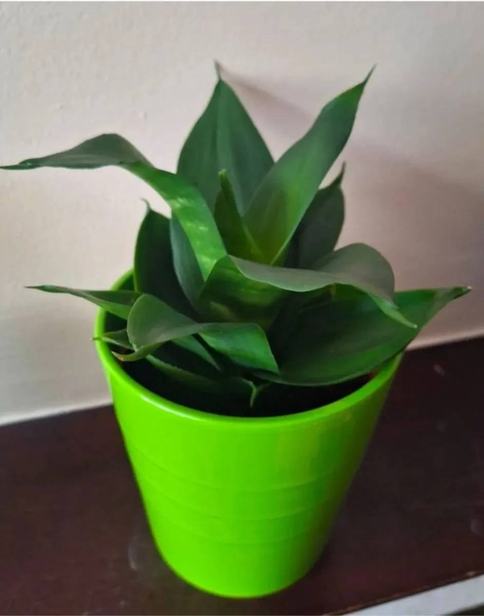 Sansevieria Hahnii Snake Plant in Bright Green Pot - Image 3