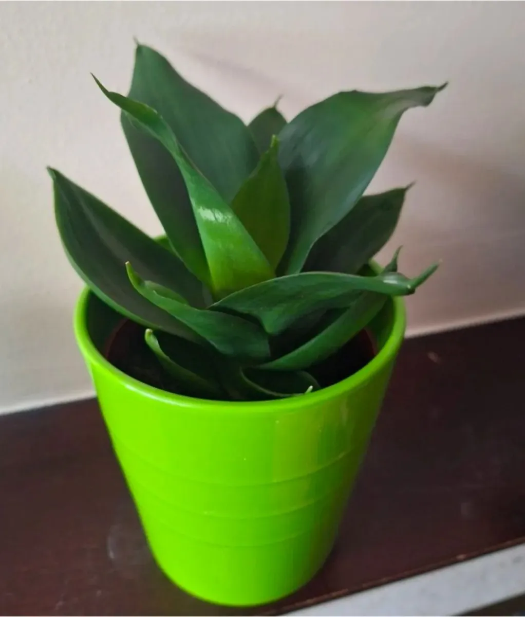 Sansevieria Hahnii Snake Plant in Bright Green Pot - Image 4