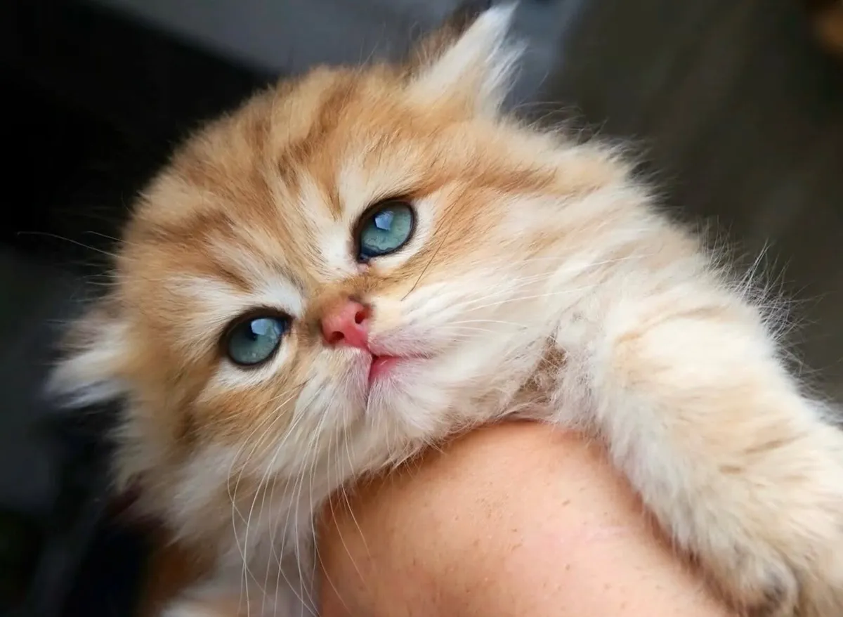 GCCFI British Longhair - Image 2