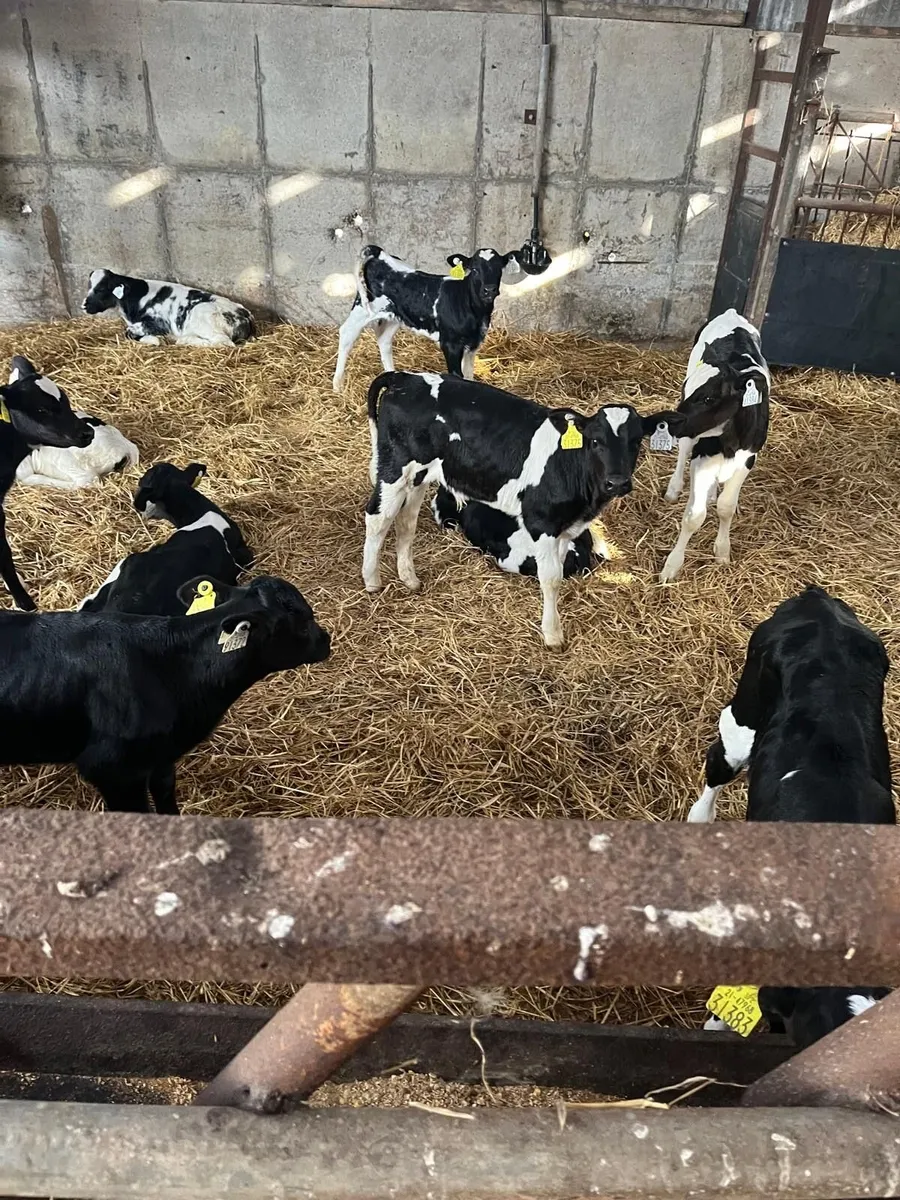 Calves-Freisian Bulls & Continental Bulls