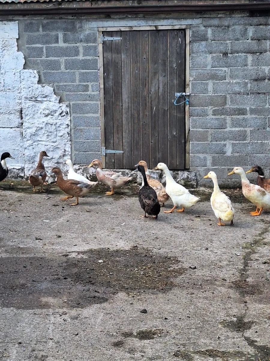 Ducks - Image 1