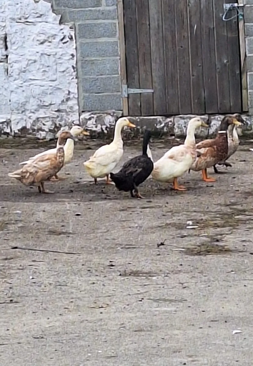 Ducks - Image 3