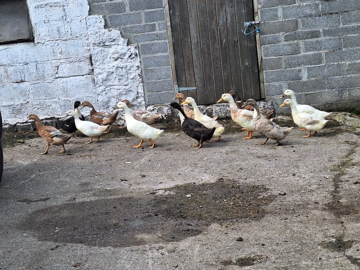 Ducks - Image 2