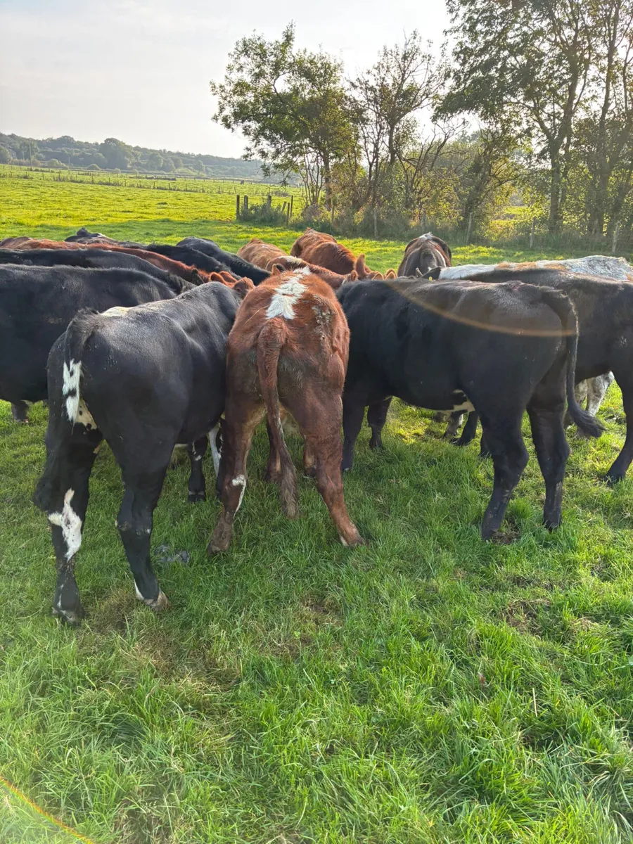 Bullocks - Image 4