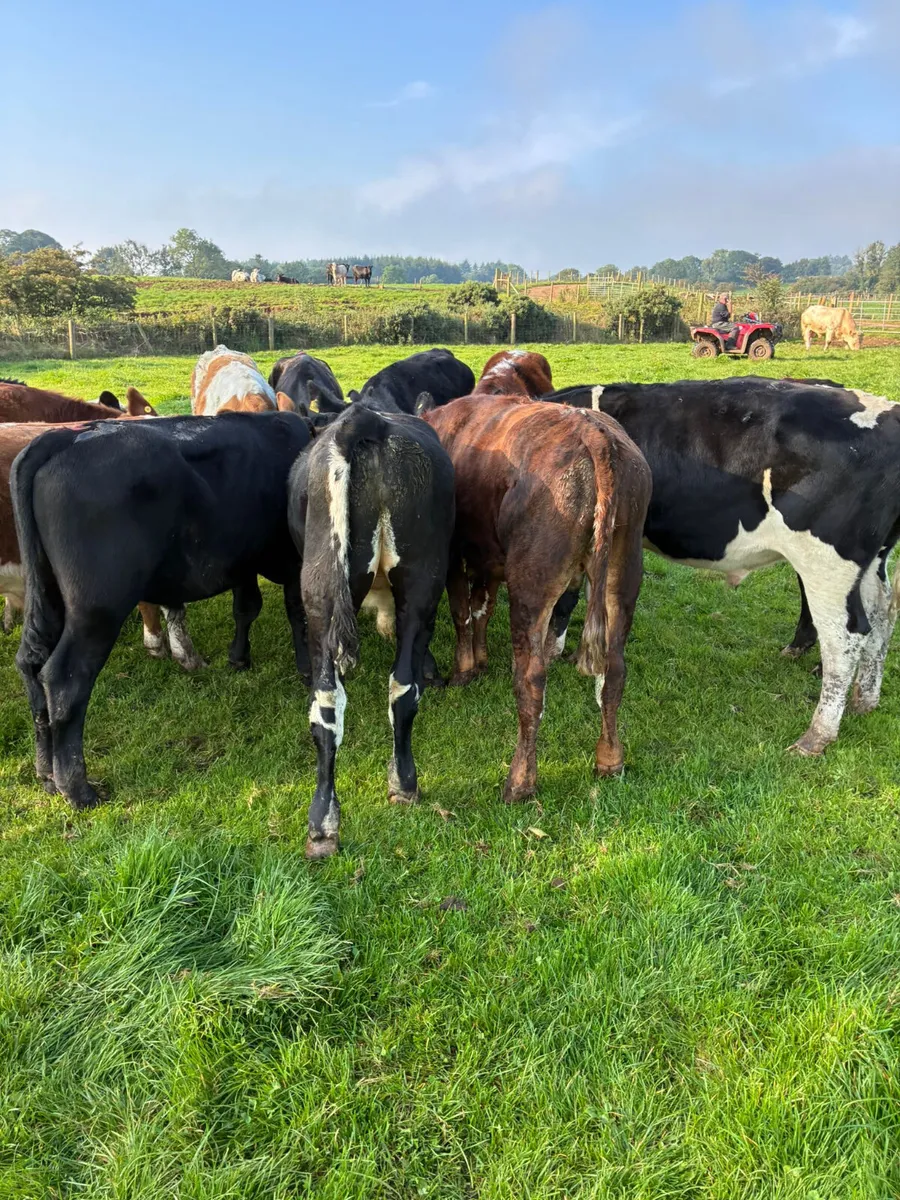 Bullocks - Image 1