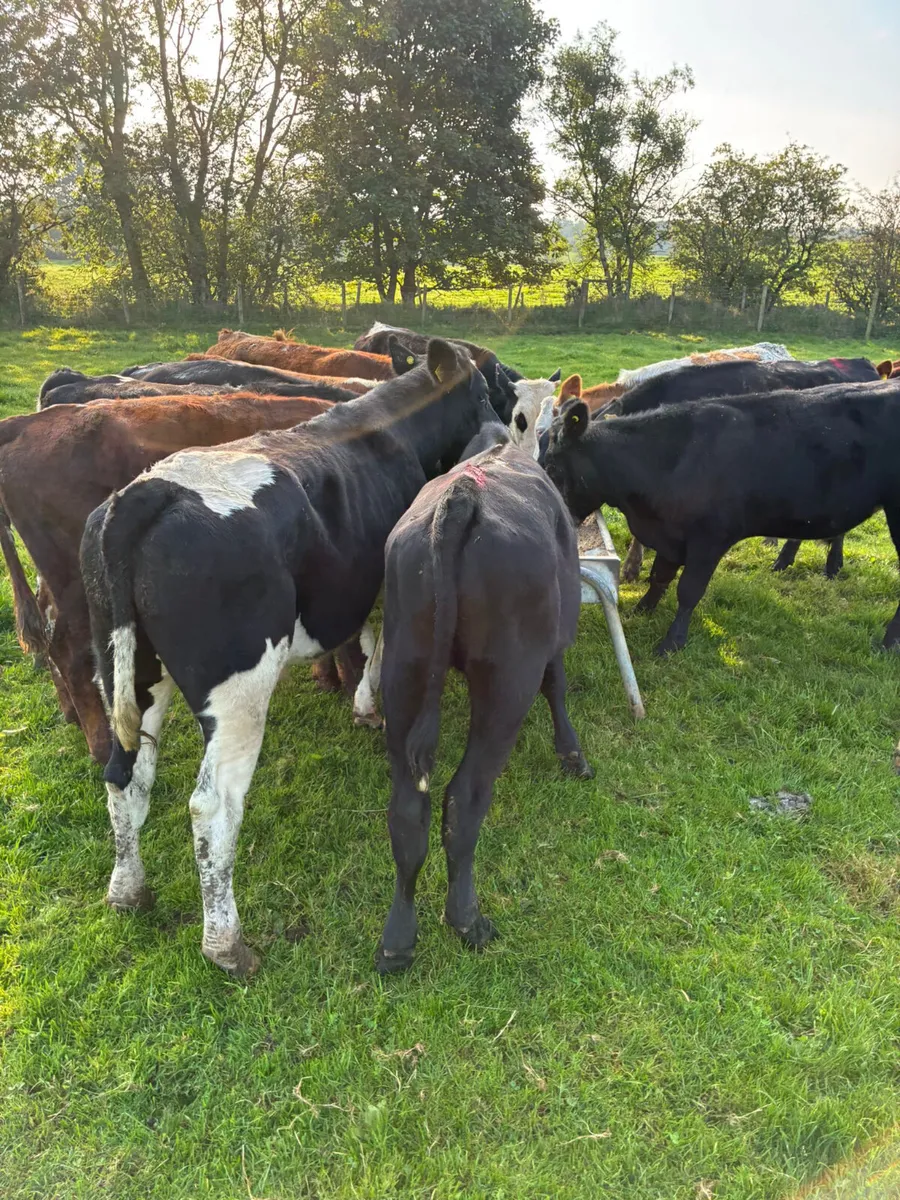 Bullocks - Image 2