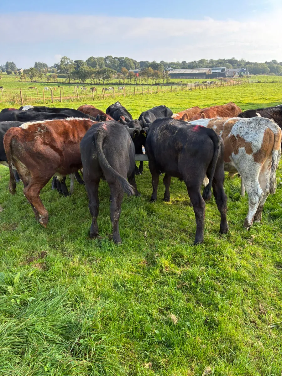 Bullocks - Image 3