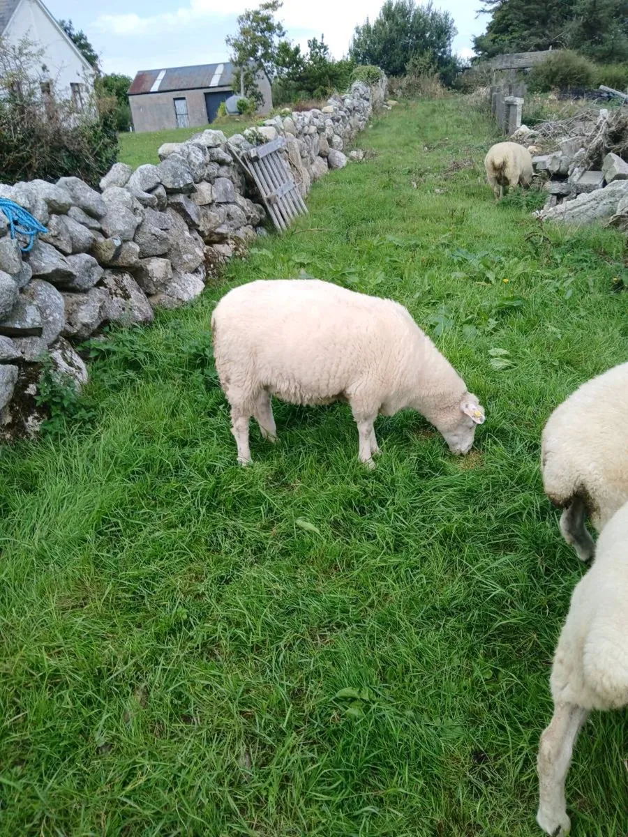 Galway sheep - Image 2