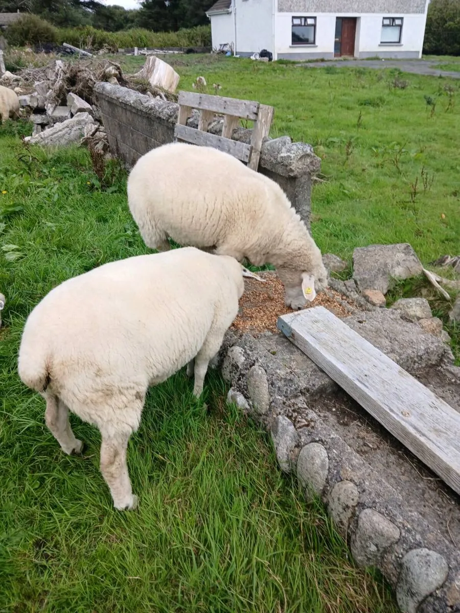 Galway sheep - Image 3