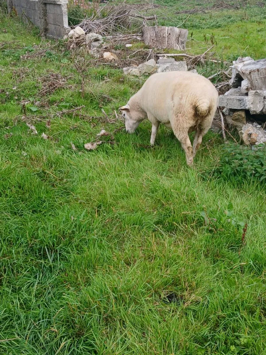 Galway sheep - Image 4