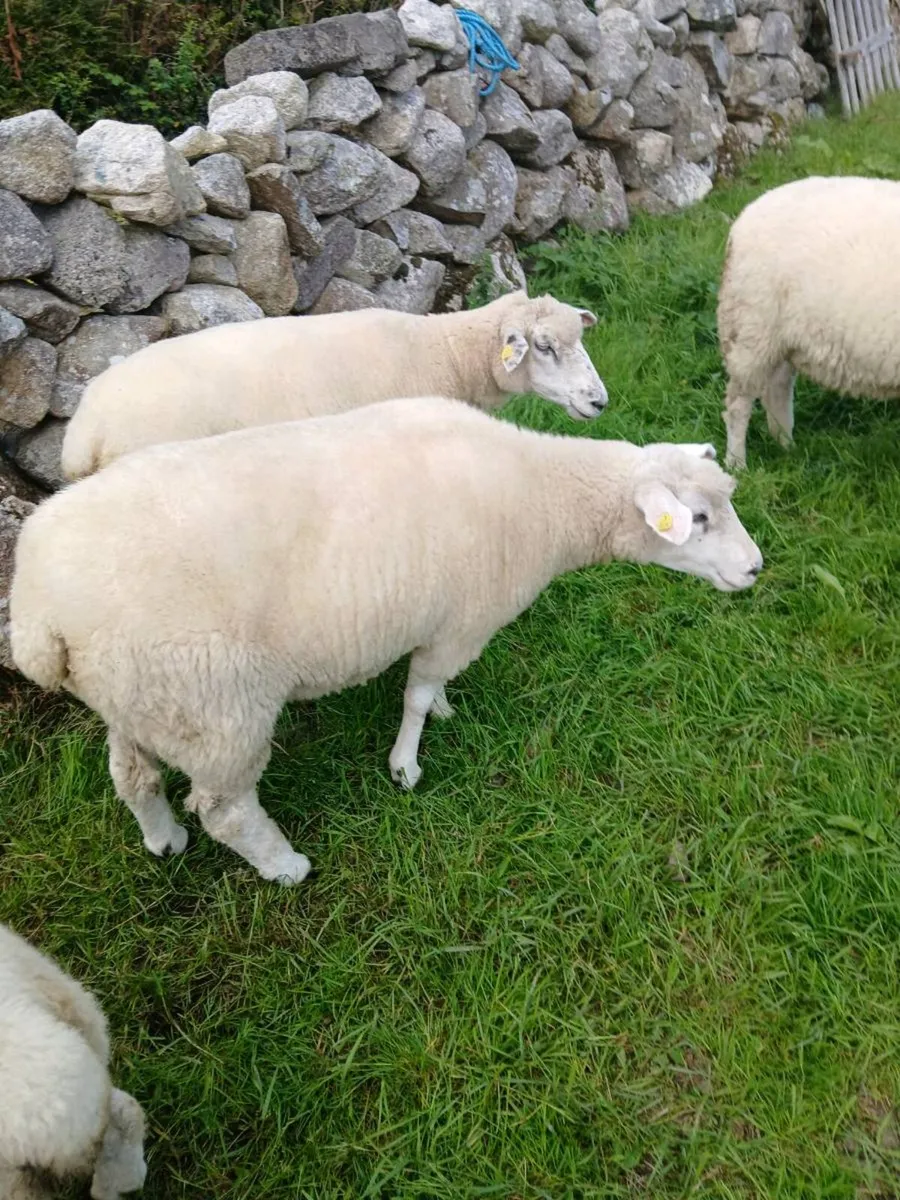 Galway sheep - Image 1