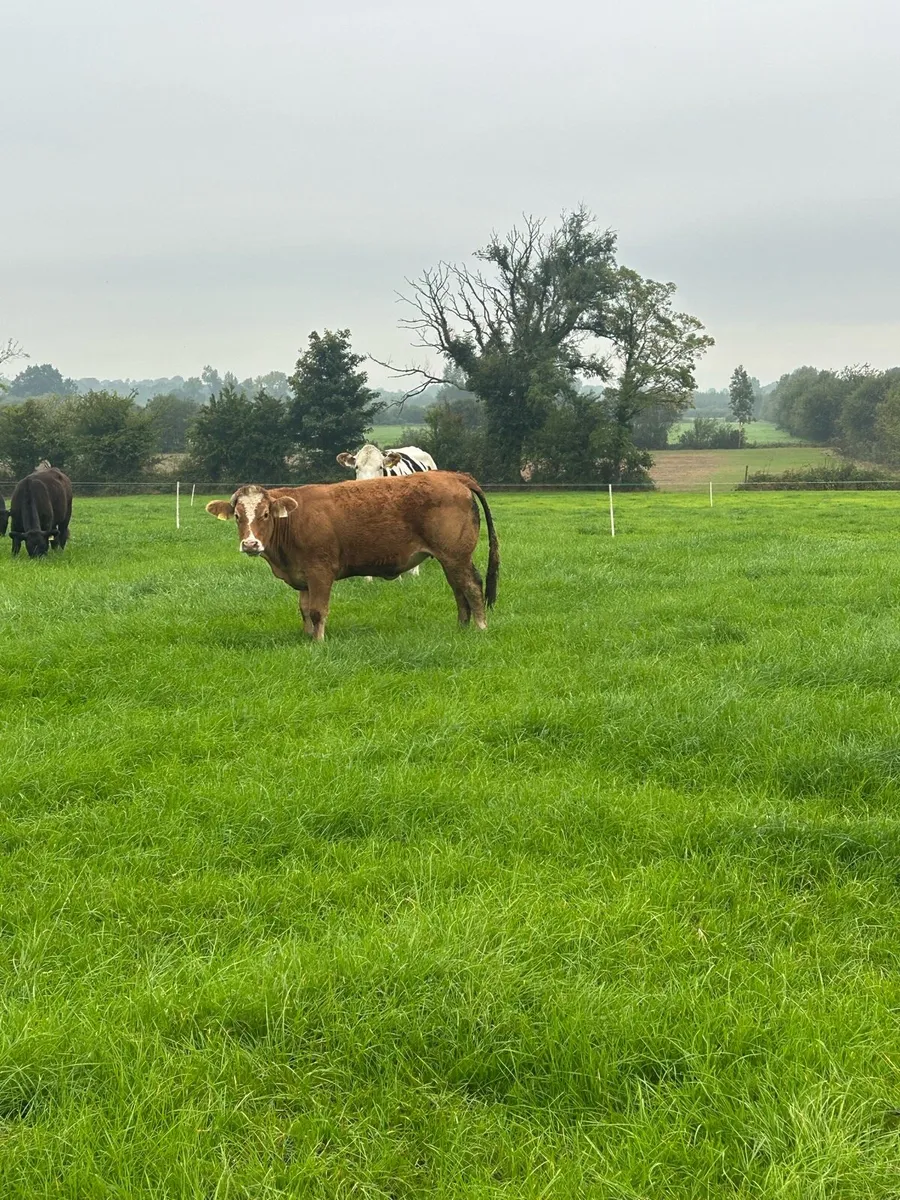 1 BBX & 2 LMX Heifers Portumna Mart - Image 3