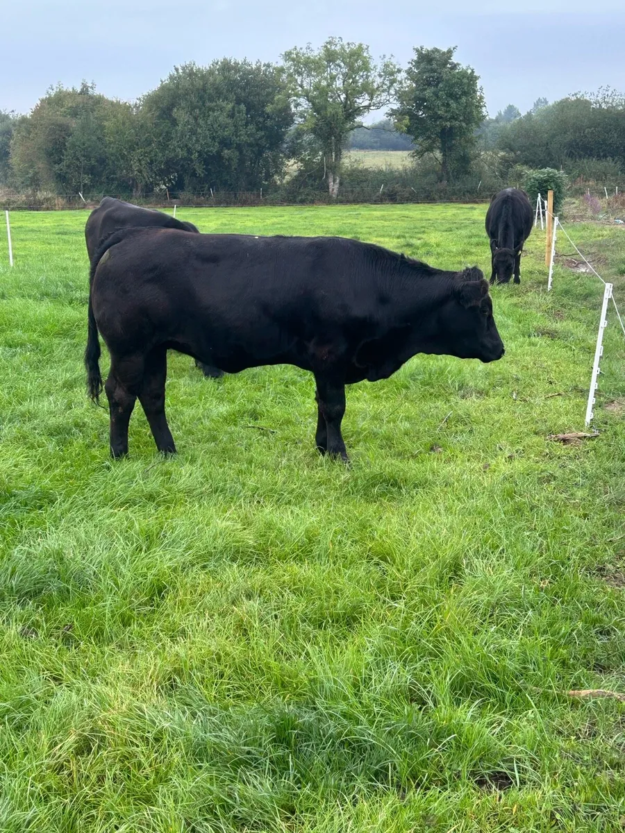 1 BBX & 2 LMX Heifers Portumna Mart - Image 4