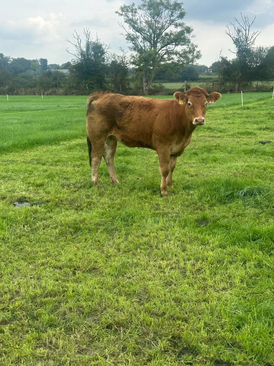 1 BBX & 2 LMX Heifers Portumna Mart - Image 1