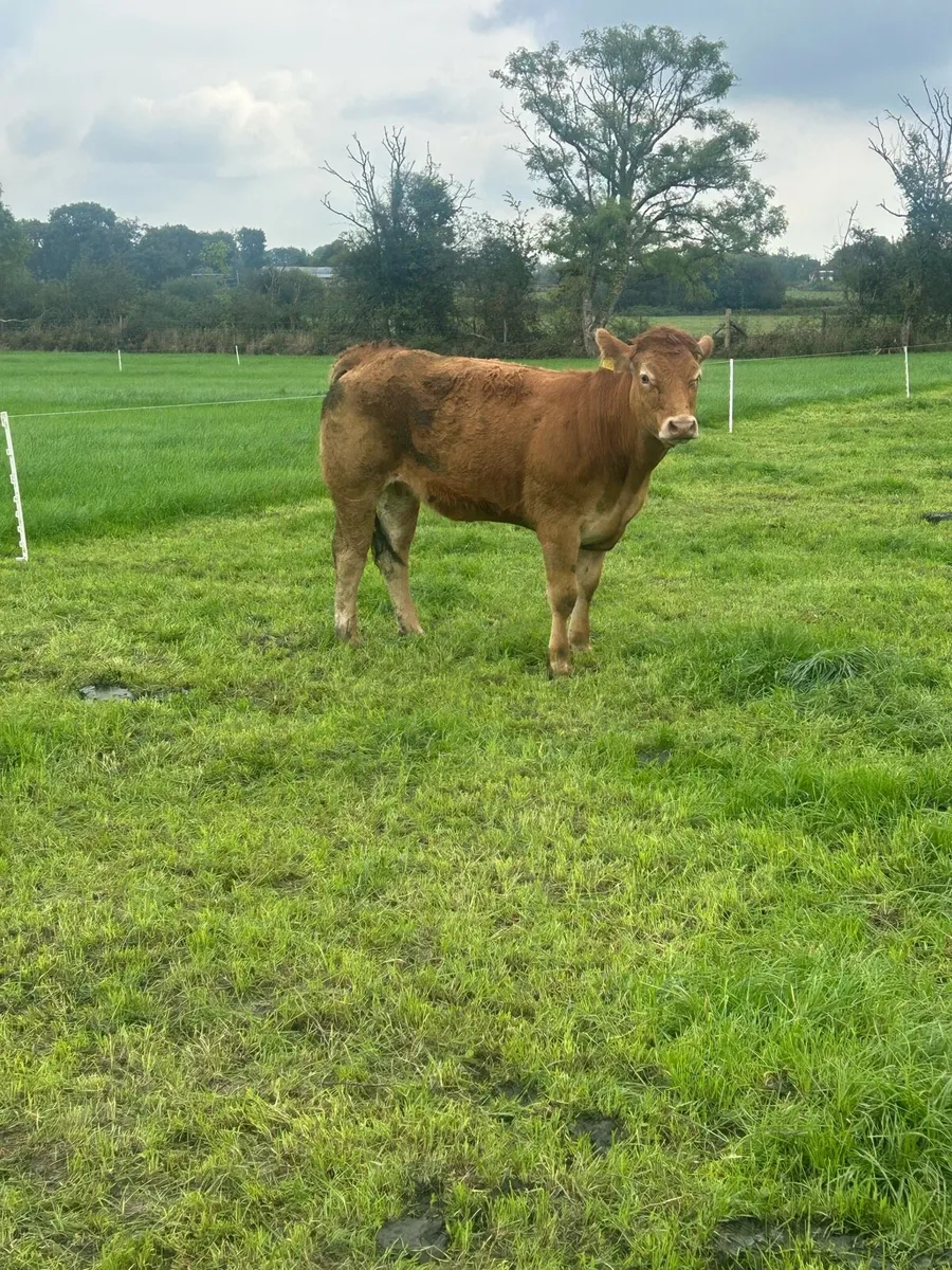 1 BBX & 2 LMX Heifers Portumna Mart - Image 2