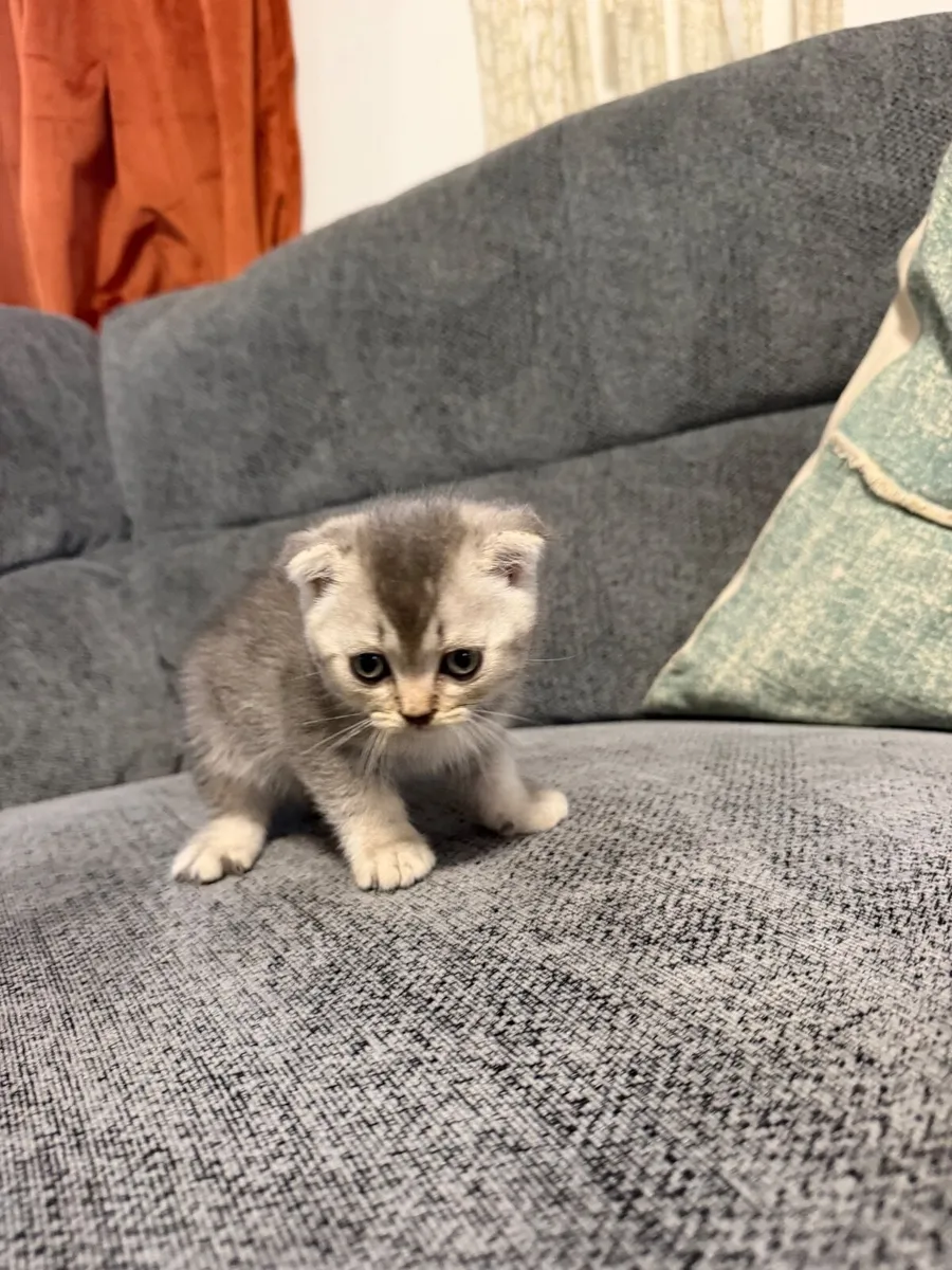 Scottish fold - Image 1