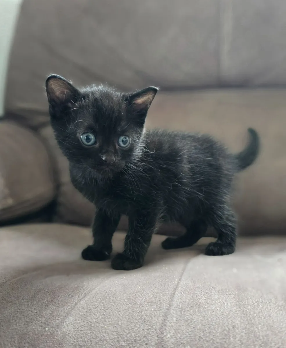 Kittens - Image 1