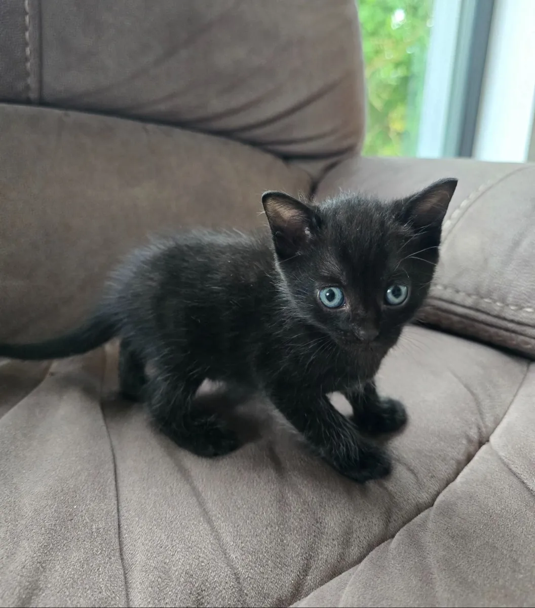 Kittens - Image 2