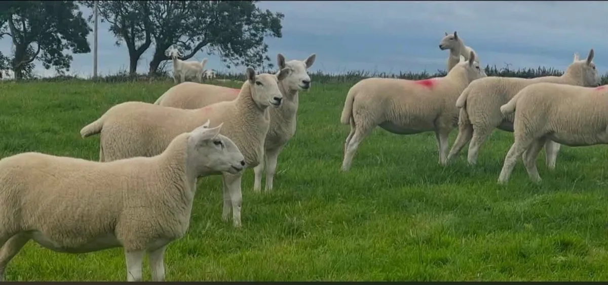 20 Wicklow Cheviot Hoggets - Image 2