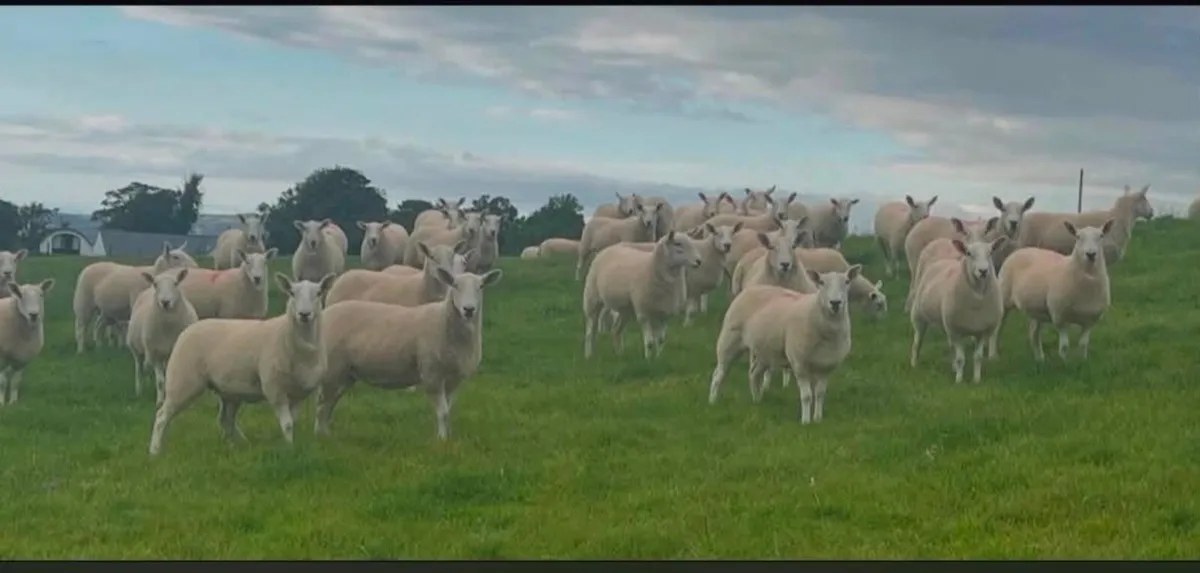 20 Wicklow Cheviot Hoggets - Image 1