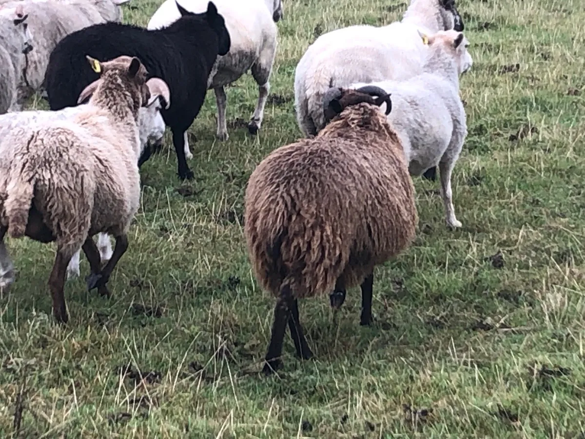 Shetland sheep - Image 2