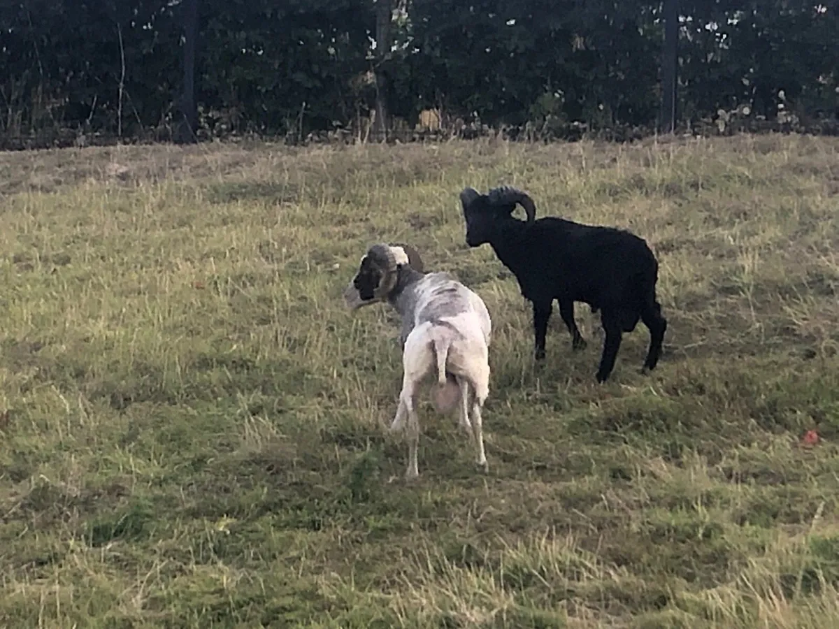 Shetland sheep - Image 4