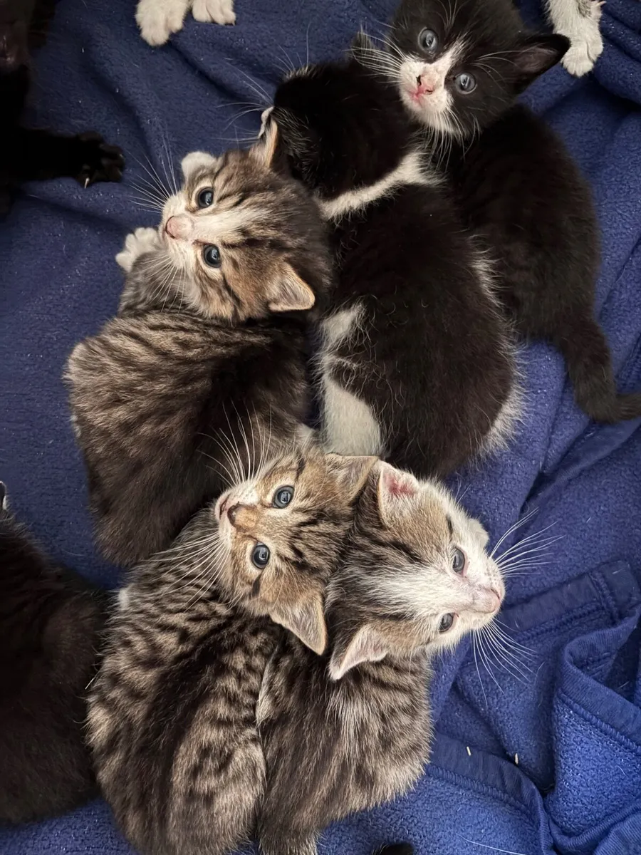 Lovely kittens - Image 1