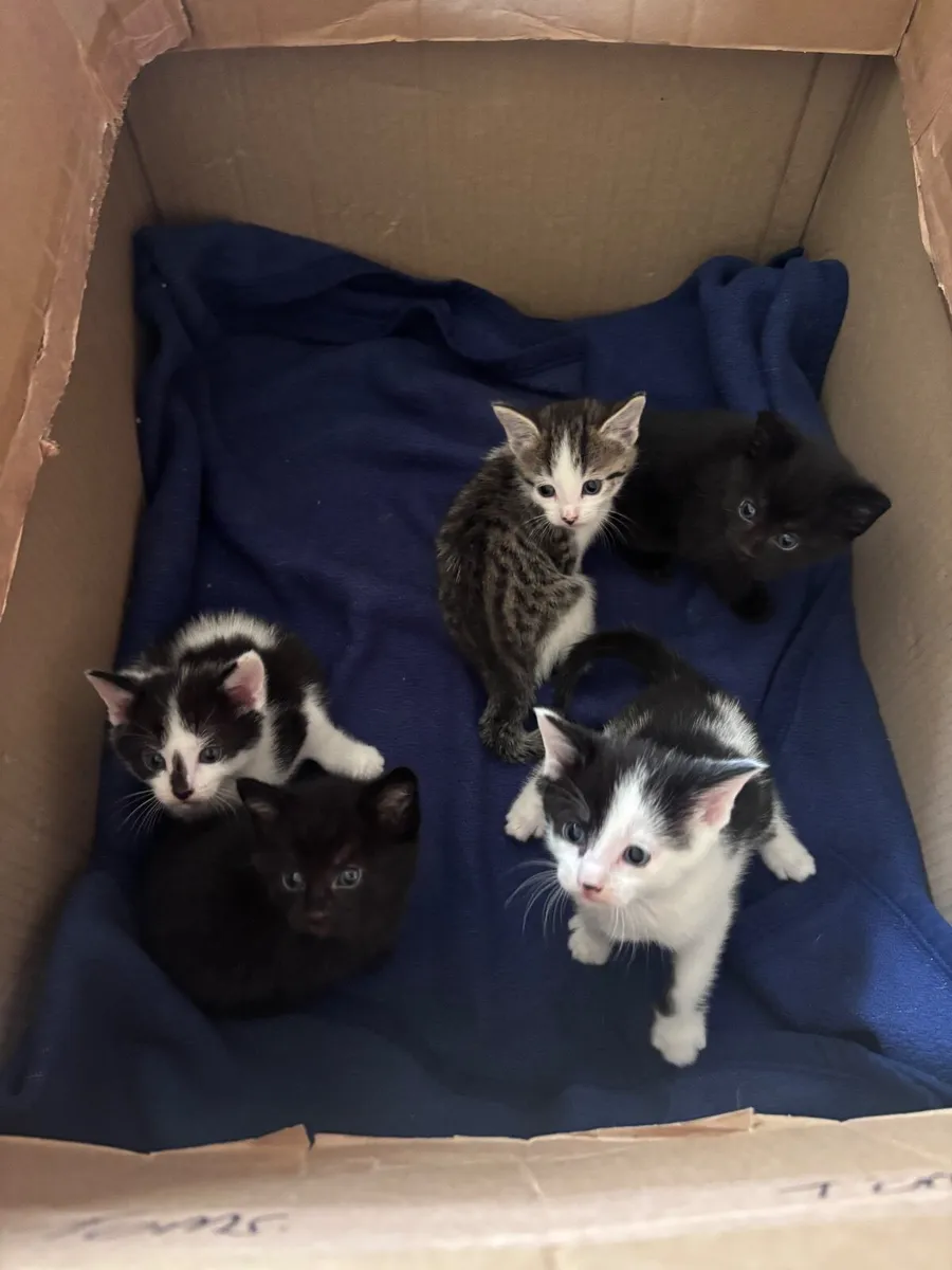 Lovely kittens - Image 2