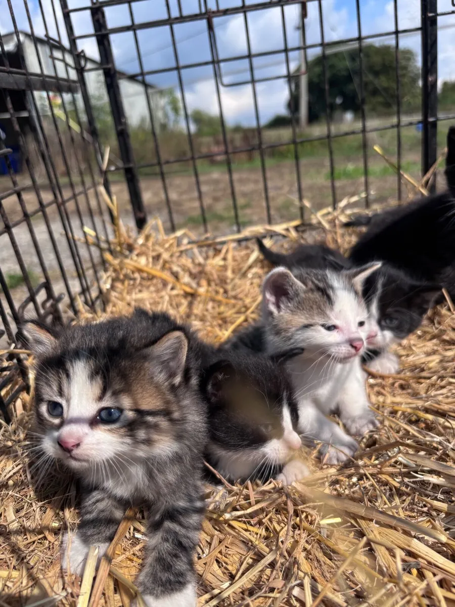 Lovely kittens - Image 4