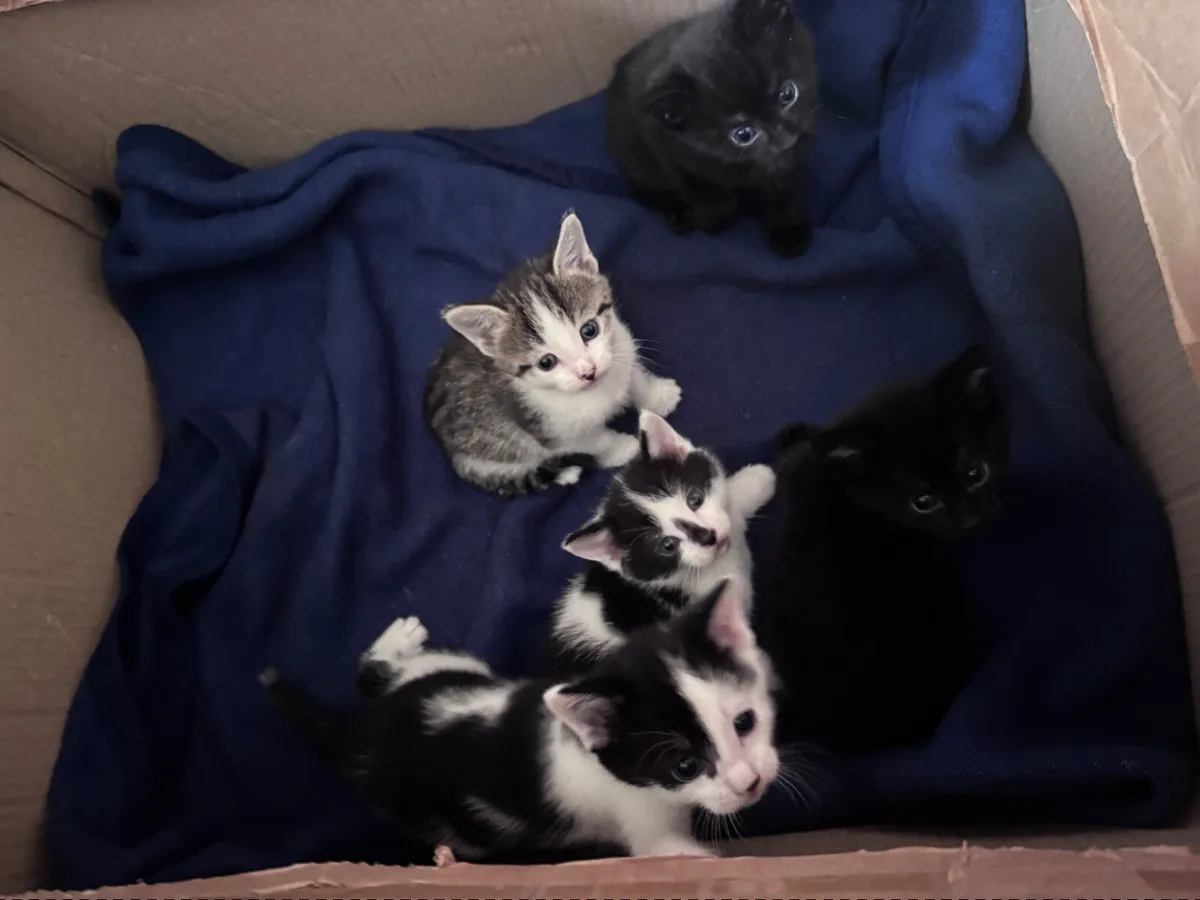 Lovely kittens - Image 3
