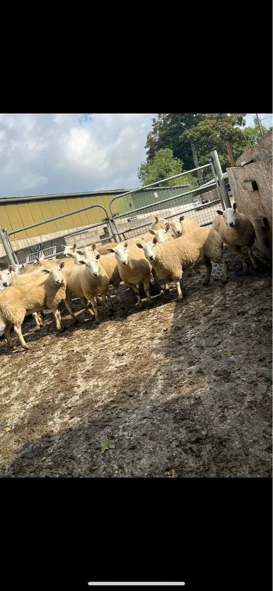 Cheviot Hoggets - Image 1
