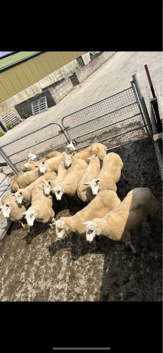 Cheviot Hoggets - Image 2