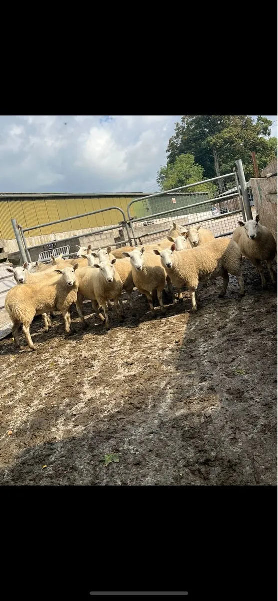 Cheviot Hoggets - Image 3