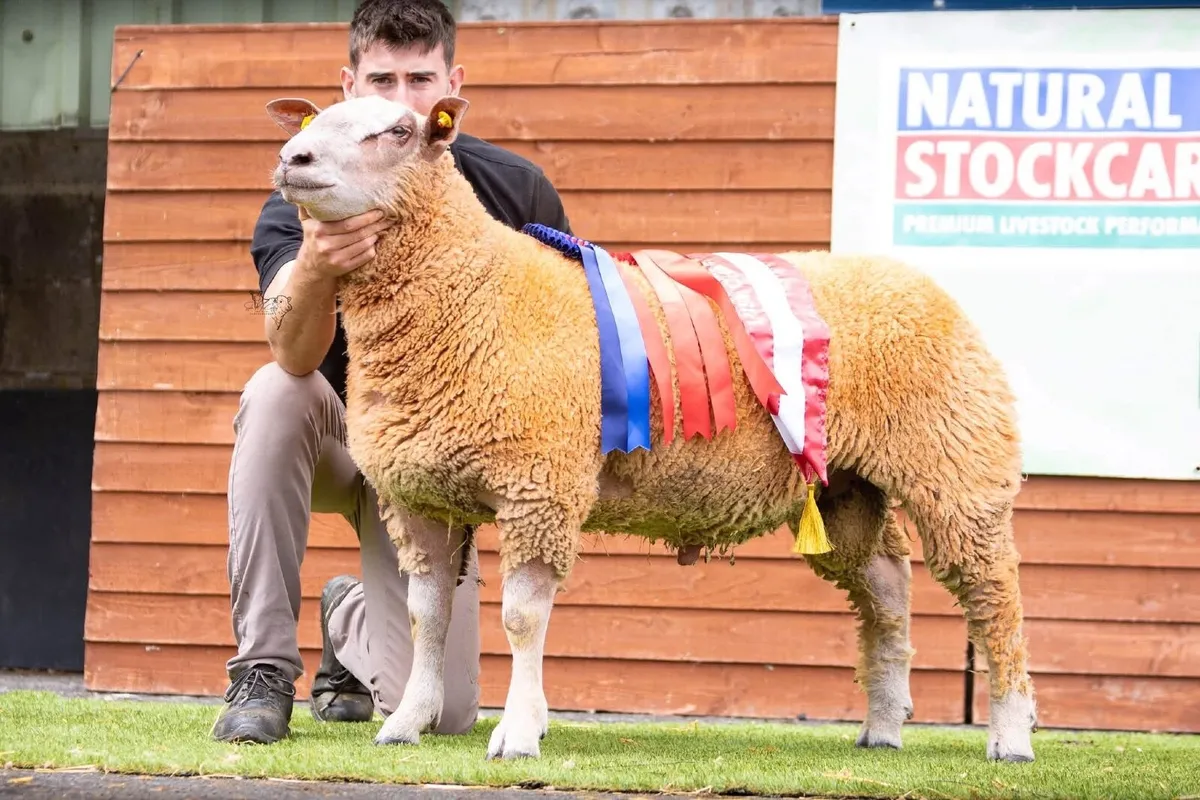 PBR Charollais Rams