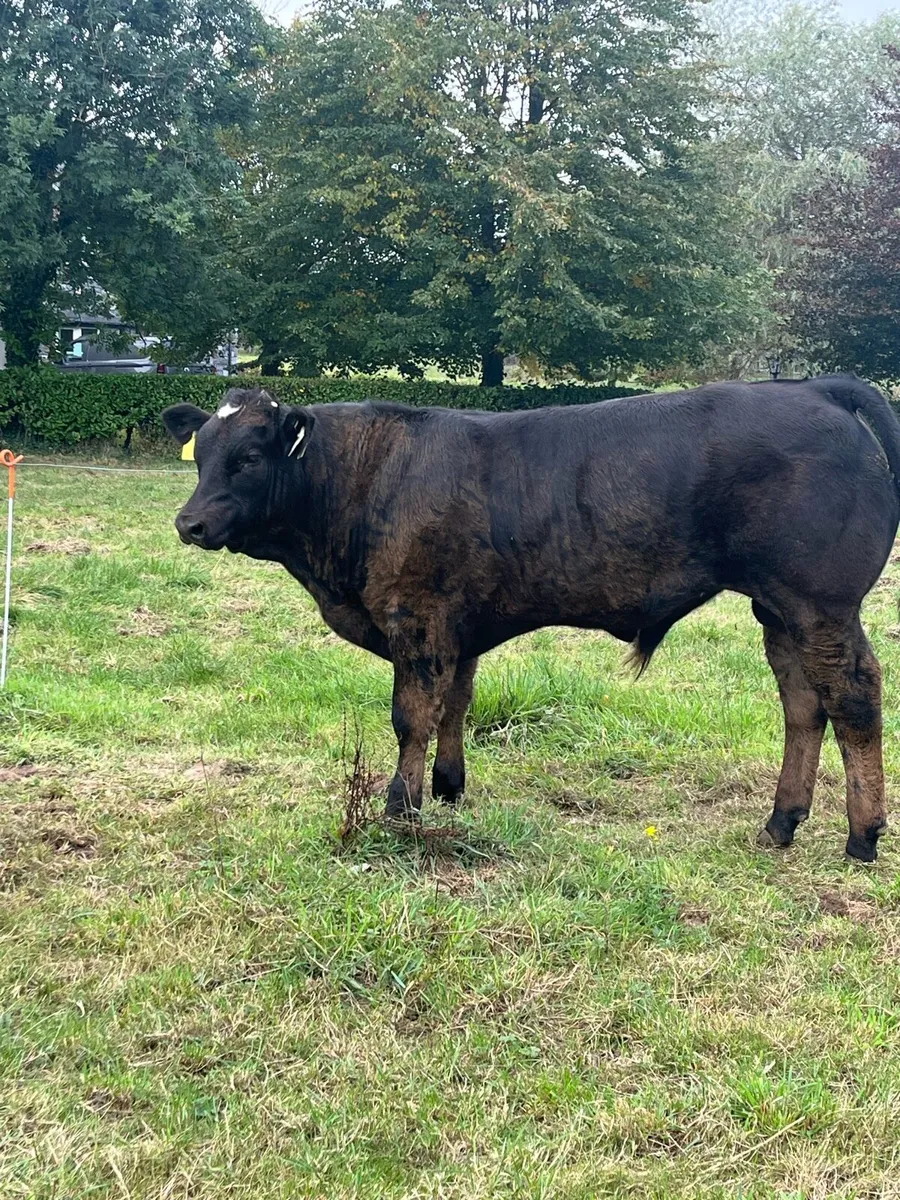 Hybrid limousine bull - Image 1