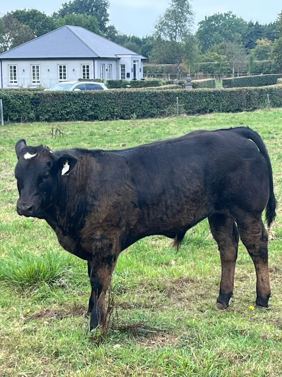 Hybrid limousine bull - Image 2