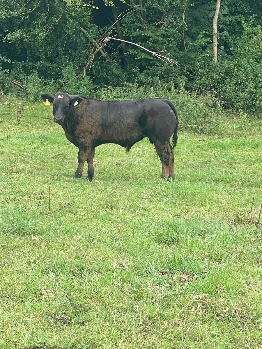 Hybrid limousine bull - Image 3